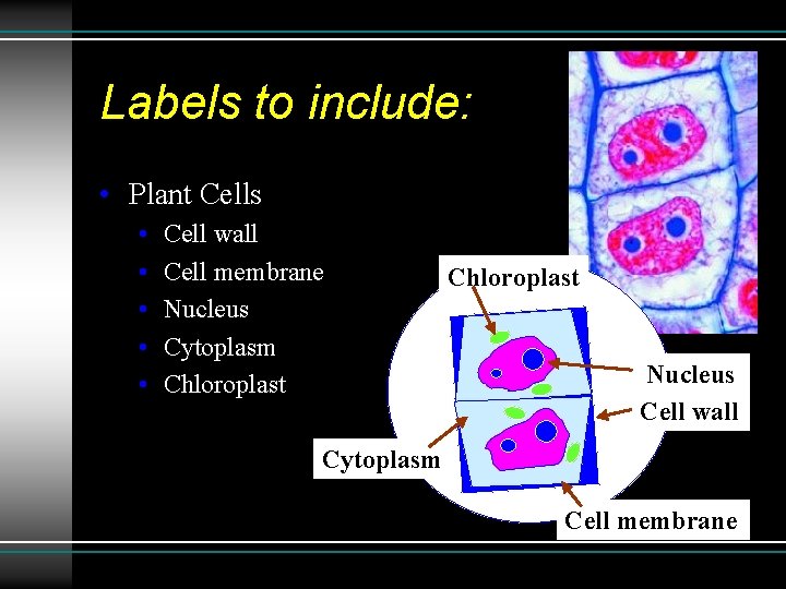 Labels to include: • Plant Cells • • • Cell wall Cell membrane Nucleus Labels to include: • Plant Cells • • • Cell wall Cell membrane Nucleus