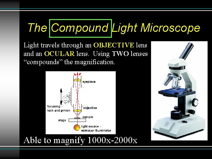 The Compound Light Microscope Light travels through an OBJECTIVE lens and an OCULAR lens. The Compound Light Microscope Light travels through an OBJECTIVE lens and an OCULAR lens.