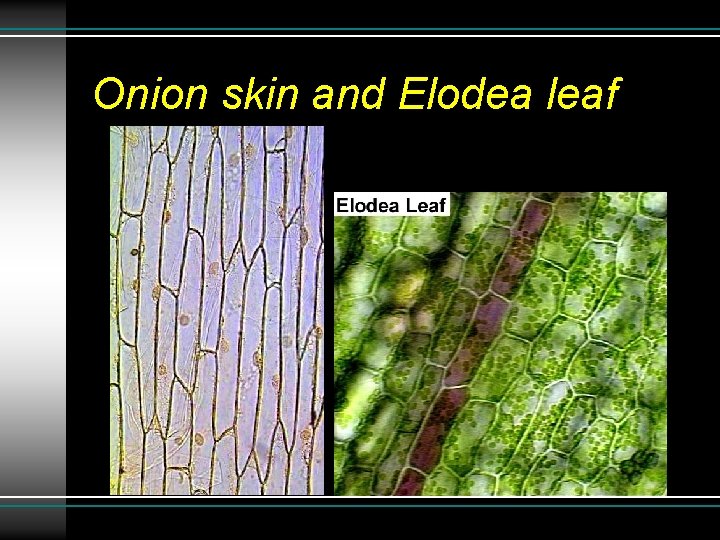 Onion skin and Elodea leaf Onion skin and Elodea leaf