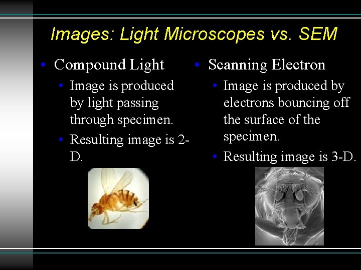 Images: Light Microscopes vs. SEM • Compound Light • Image is produced by light Images: Light Microscopes vs. SEM • Compound Light • Image is produced by light