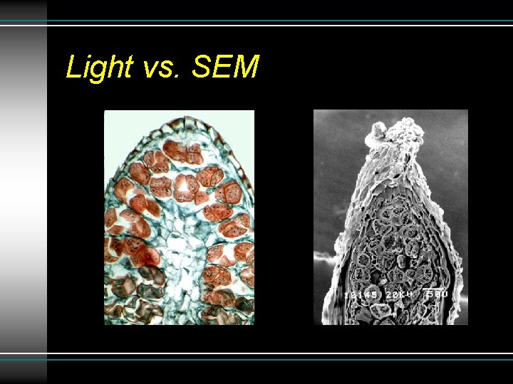 Light vs. SEM Light vs. SEM