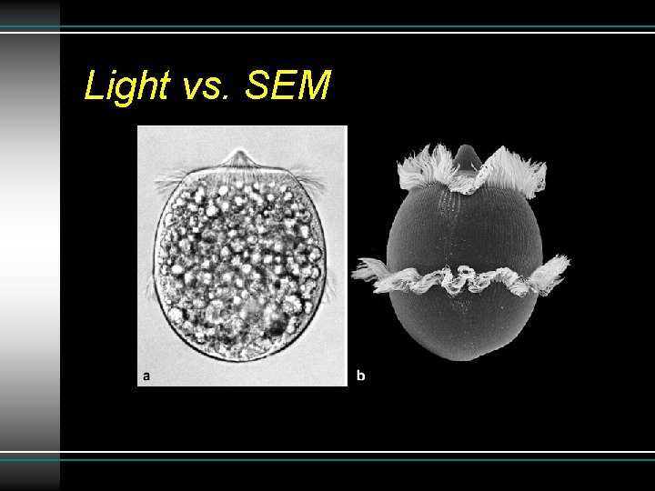 Light vs. SEM Light vs. SEM