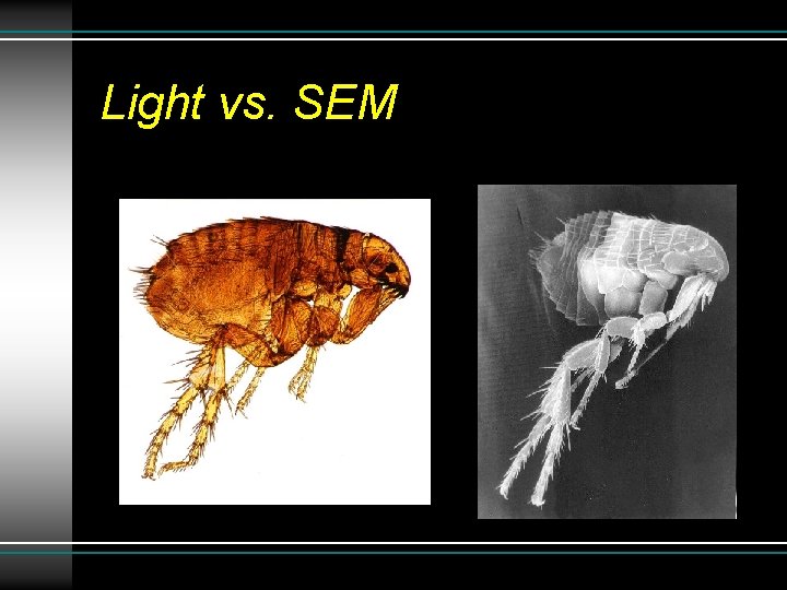 Light vs. SEM Light vs. SEM