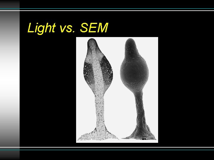Light vs. SEM Light vs. SEM