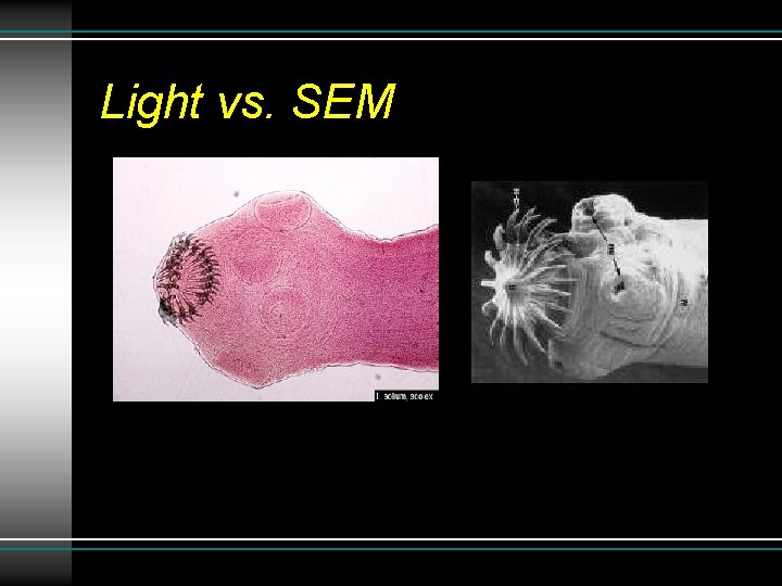 Light vs. SEM Light vs. SEM