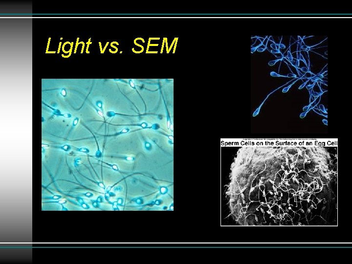 Light vs. SEM Light vs. SEM