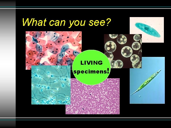 What can you see? LIVING specimens! What can you see? LIVING specimens!