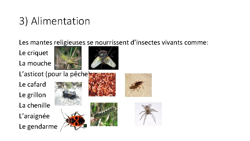 3) Alimentation Les mantes religieuses se nourrissent d’insectes vivants comme: Le criquet La mouche