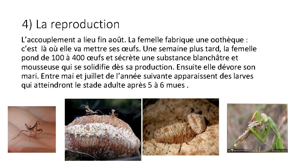 4) La reproduction L’accouplement a lieu fin août. La femelle fabrique une oothèque :