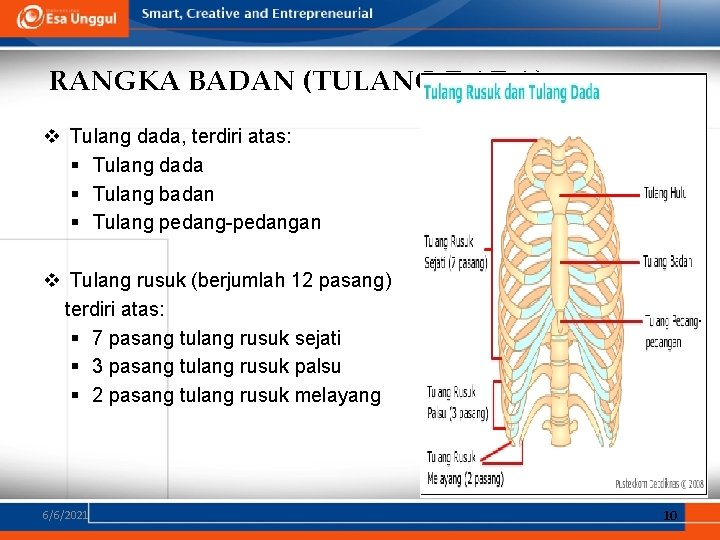 RANGKA BADAN (TULANG DADA) v Tulang dada, terdiri atas: § Tulang dada § Tulang