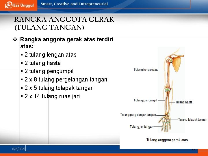 RANGKA ANGGOTA GERAK (TULANG TANGAN) v Rangka anggota gerak atas terdiri atas: § 2