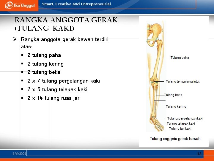 RANGKA ANGGOTA GERAK (TULANG KAKI) Ø Rangka anggota gerak bawah terdiri atas: § 2