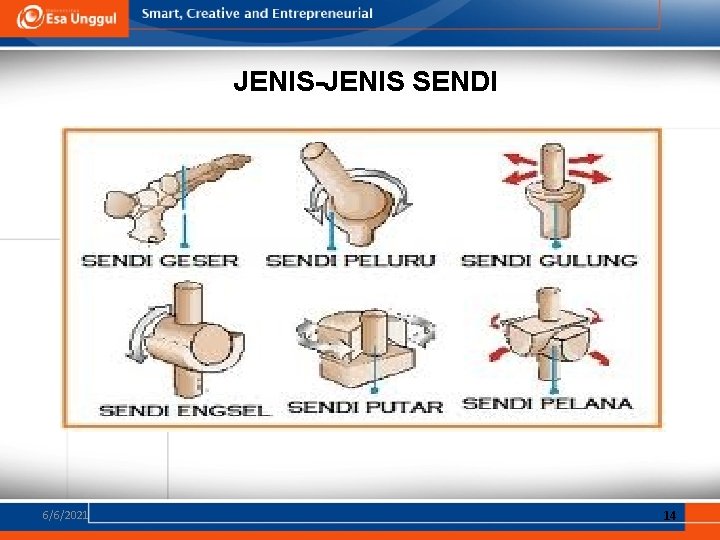 JENIS-JENIS SENDI 6/6/2021 14 