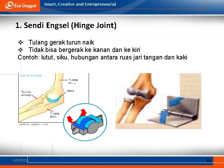 1. Sendi Engsel (Hinge Joint) v Tulang gerak turun naik v Tidak bisa bergerak