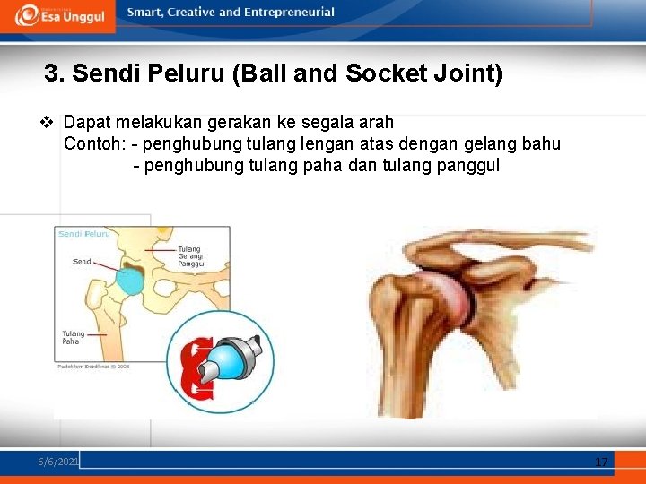 3. Sendi Peluru (Ball and Socket Joint) v Dapat melakukan gerakan ke segala arah