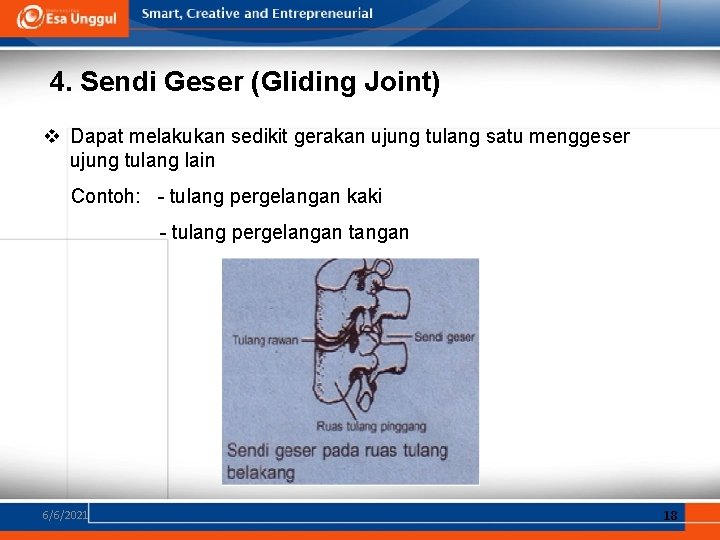 4. Sendi Geser (Gliding Joint) v Dapat melakukan sedikit gerakan ujung tulang satu menggeser