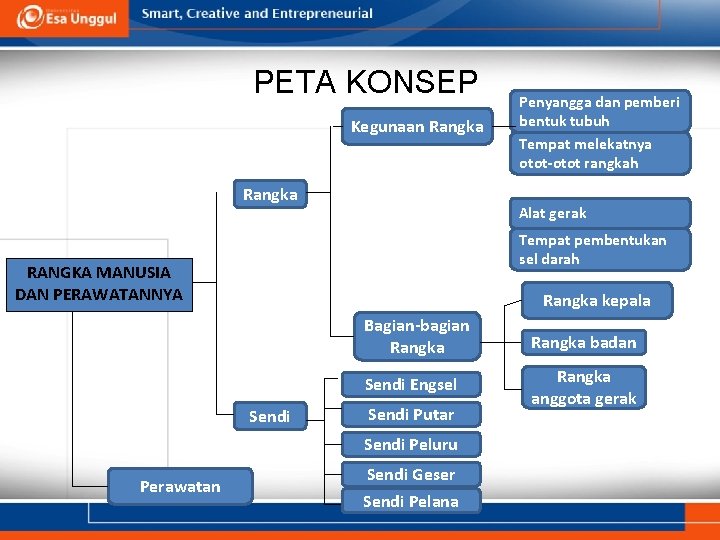 PETA KONSEP Kegunaan Rangka Alat gerak Tempat pembentukan sel darah RANGKA MANUSIA DAN PERAWATANNYA