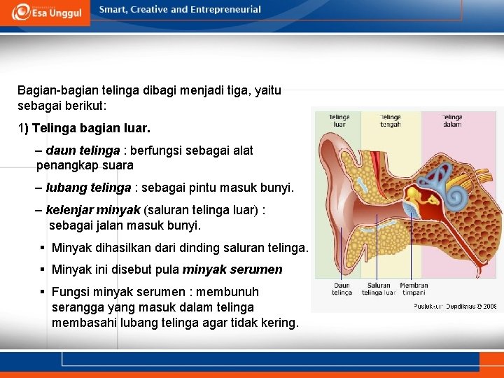 Bagian-bagian telinga dibagi menjadi tiga, yaitu sebagai berikut: 1) Telinga bagian luar. – daun