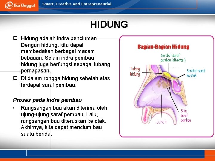 HIDUNG q Hidung adalah indra penciuman. Dengan hidung, kita dapat membedakan berbagai macam bebauan.