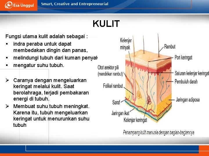 KULIT Fungsi utama kulit adalah sebagai : § indra peraba untuk dapat membedakan dingin