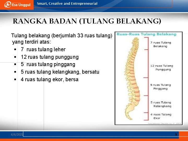 RANGKA BADAN (TULANG BELAKANG) Tulang belakang (berjumlah 33 ruas tulang) yang terdiri atas: §