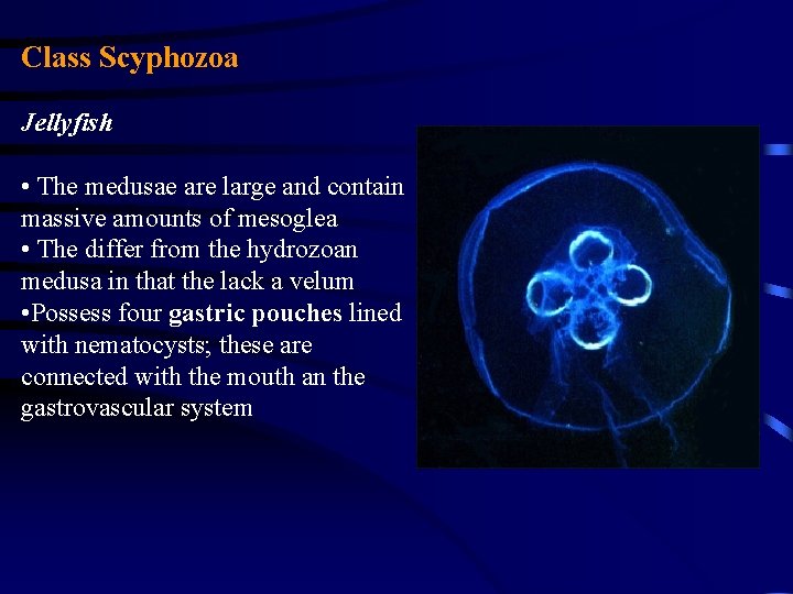 Class Scyphozoa Jellyfish • The medusae are large and contain massive amounts of mesoglea