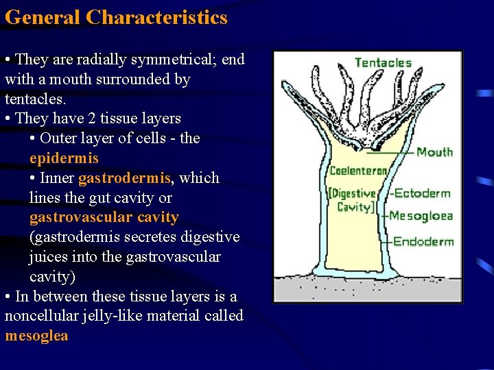 General Characteristics • They are radially symmetrical; end with a mouth surrounded by tentacles.