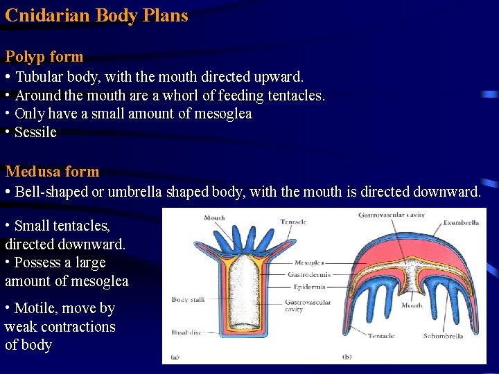 Cnidarian Body Plans Polyp form • Tubular body, with the mouth directed upward. •