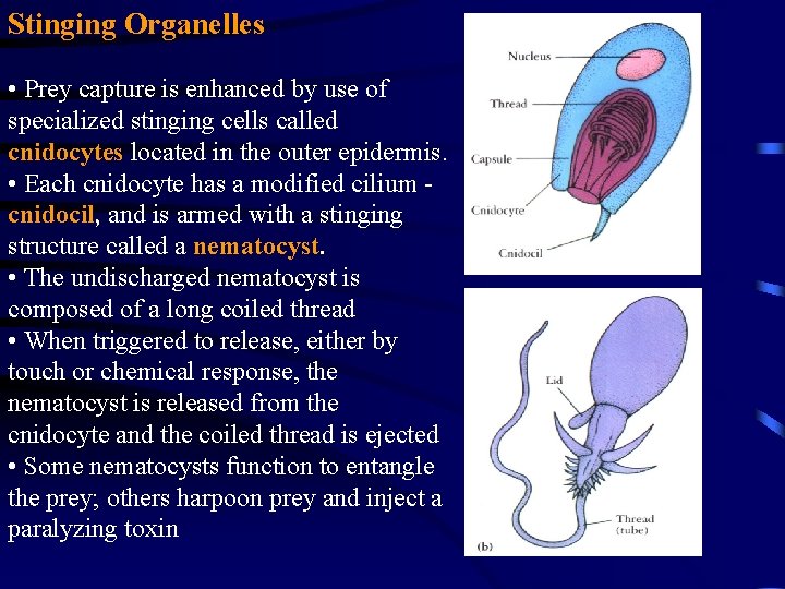 Stinging Organelles • Prey capture is enhanced by use of specialized stinging cells called