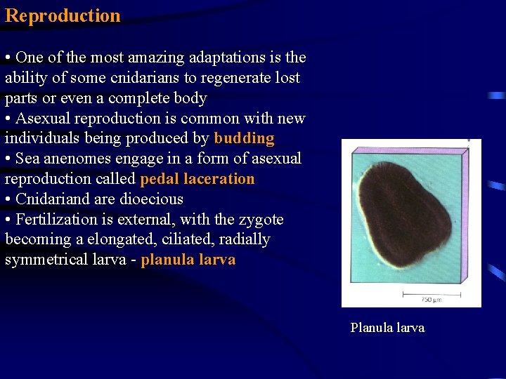 Reproduction • One of the most amazing adaptations is the ability of some cnidarians