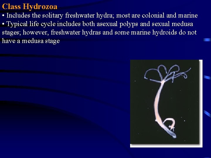 Class Hydrozoa • Includes the solitary freshwater hydra; most are colonial and marine •