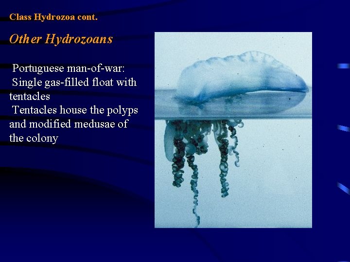 Class Hydrozoa cont. Other Hydrozoans Portuguese man-of-war: Single gas-filled float with tentacles Tentacles house