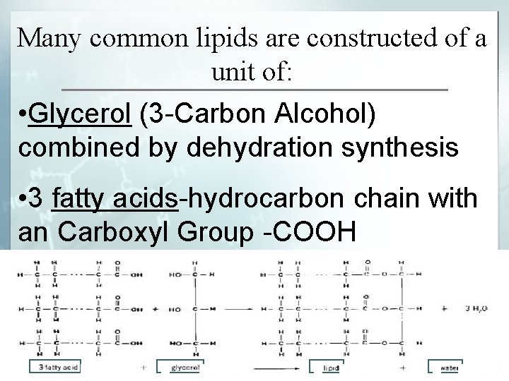 Many common lipids are constructed of a unit of: • Glycerol (3 -Carbon Alcohol)