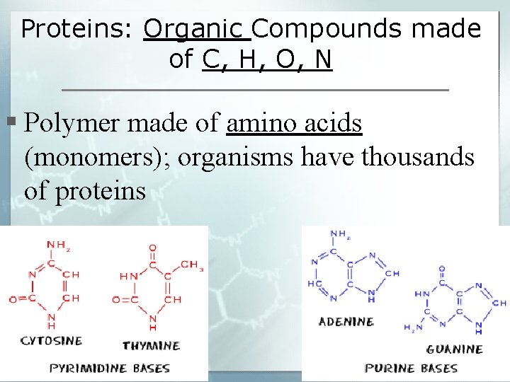 Proteins: Organic Compounds made of C, H, O, N § Polymer made of amino
