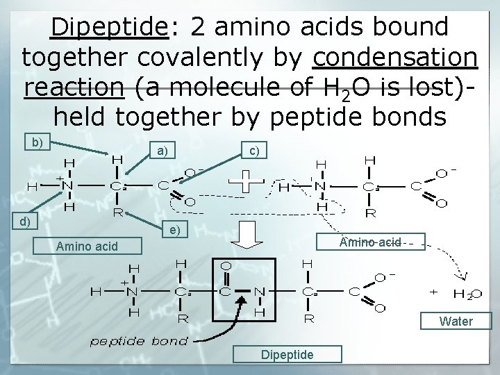 Dipeptide: 2 amino acids bound together covalently by condensation reaction (a molecule of H