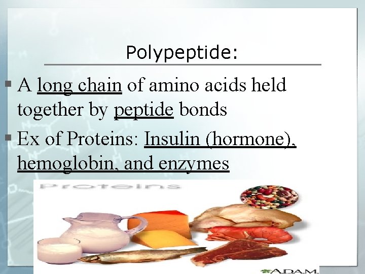 Polypeptide: § A long chain of amino acids held together by peptide bonds §