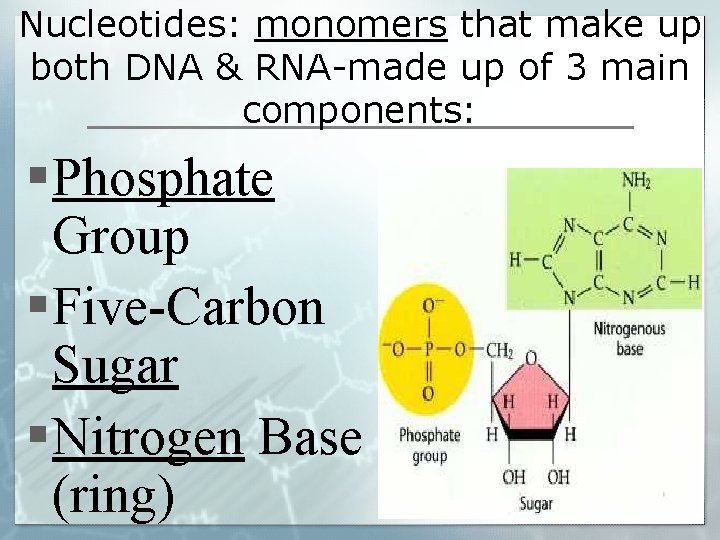 Nucleotides: monomers that make up both DNA & RNA-made up of 3 main components: