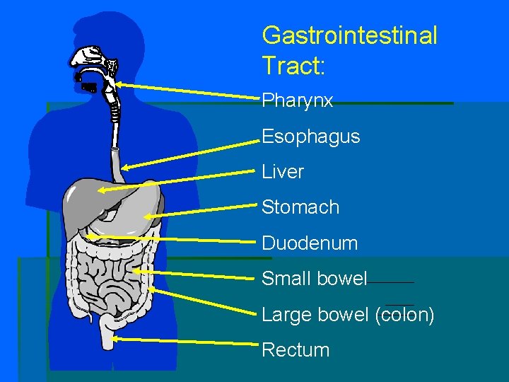 Gastrointestinal Tract: Pharynx Esophagus Liver Stomach Duodenum Small bowel Large bowel (colon) Rectum 