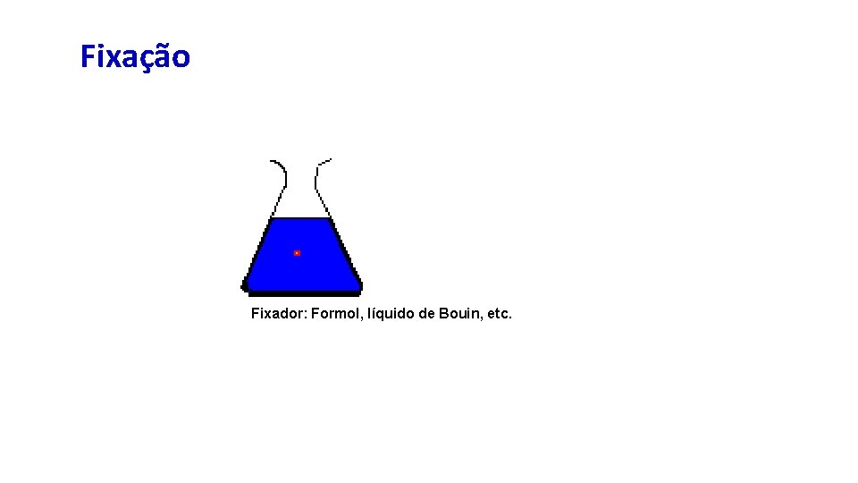 Fixação Fixador: Formol, líquido de Bouin, etc. 