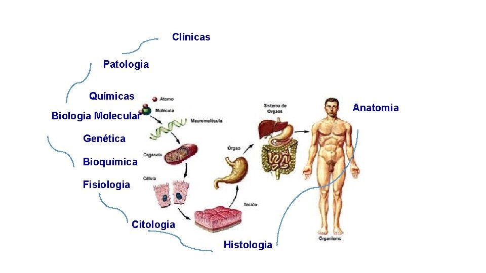 Clínicas Patologia Químicas Anatomia Biologia Molecular Genética Bioquímica Fisiologia Citologia Histologia 