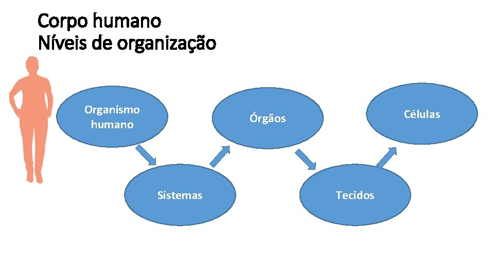 Corpo humano Níveis de organização Organismo humano Células Órgãos Sistemas Tecidos 