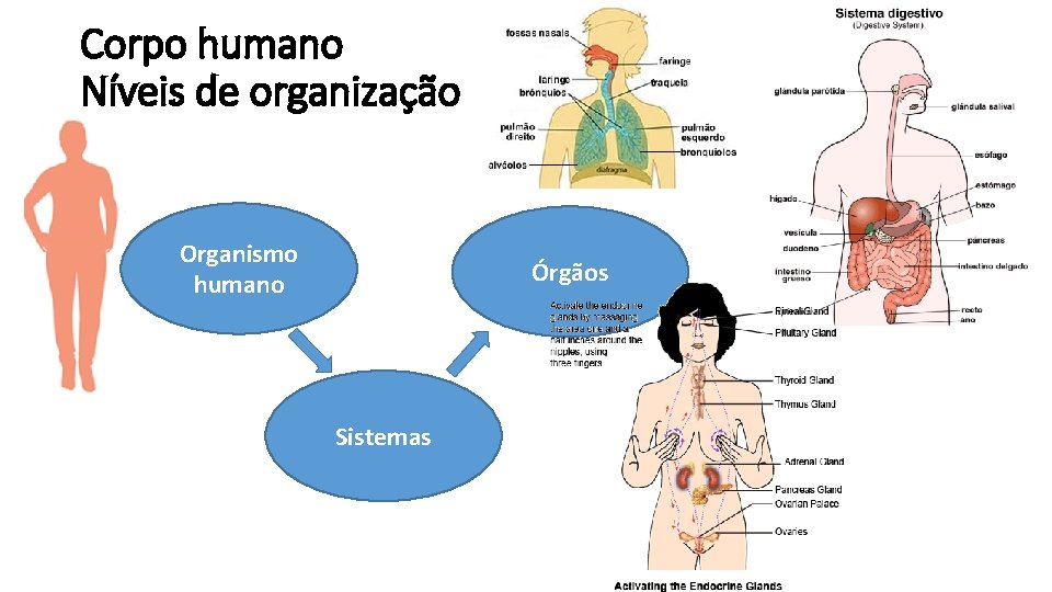 Corpo humano Níveis de organização Organismo humano Órgãos Sistemas 