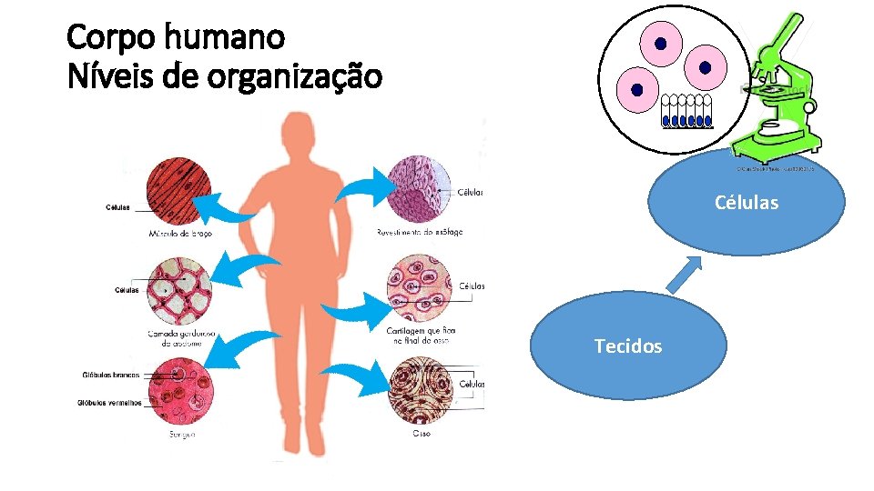 Corpo humano Níveis de organização Células Tecidos 
