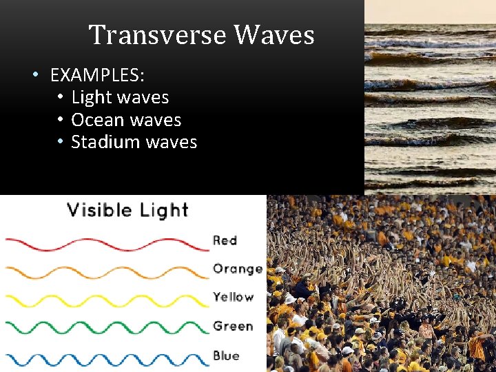 Transverse Waves • EXAMPLES: • Light waves • Ocean waves • Stadium waves 