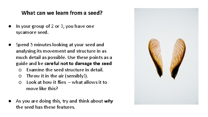 What can we learn from a seed? ● In your group of 2 or