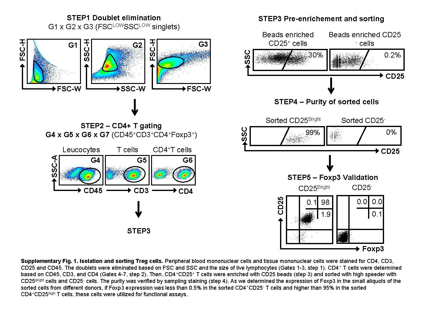 Beads enriched CD 25+ cells G 3 SSC G 2 STEP 3 Pre-enrichement and