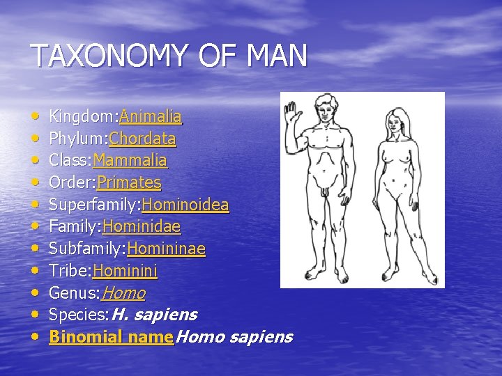 TAXONOMY OF MAN • • • Kingdom: Animalia Phylum: Chordata Class: Mammalia Order: Primates