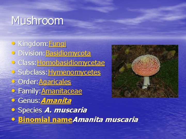 Mushroom • Kingdom: Fungi • Division: Basidiomycota • Class: Homobasidiomycetae • Subclass: Hymenomycetes •