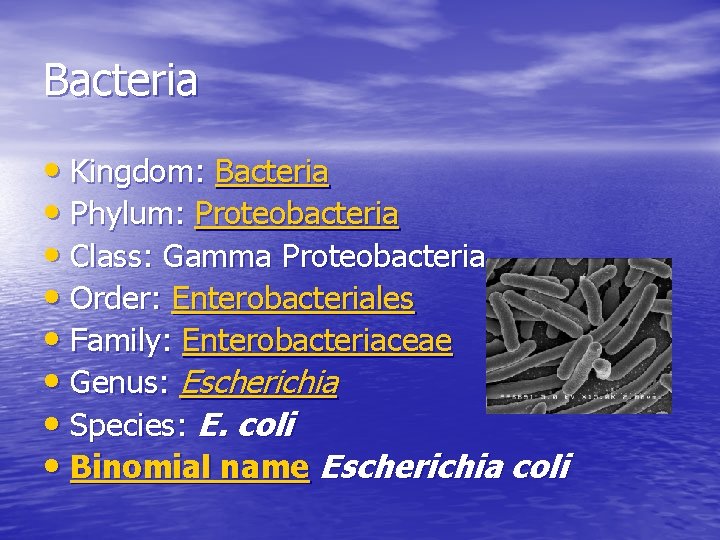 Bacteria • Kingdom: Bacteria • Phylum: Proteobacteria • Class: Gamma Proteobacteria • Order: Enterobacteriales