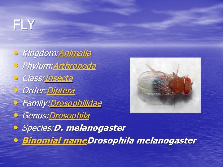 FLY • Kingdom: Animalia • Phylum: Arthropoda • Class: Insecta • Order: Diptera •